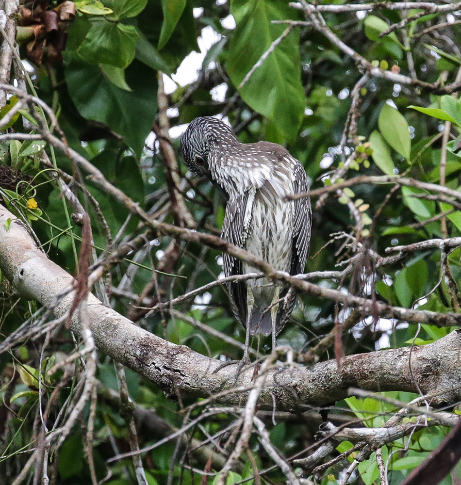 Observation de la flore et de la faune