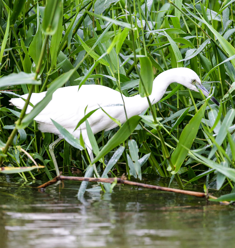 Observation de la flore et de la faune