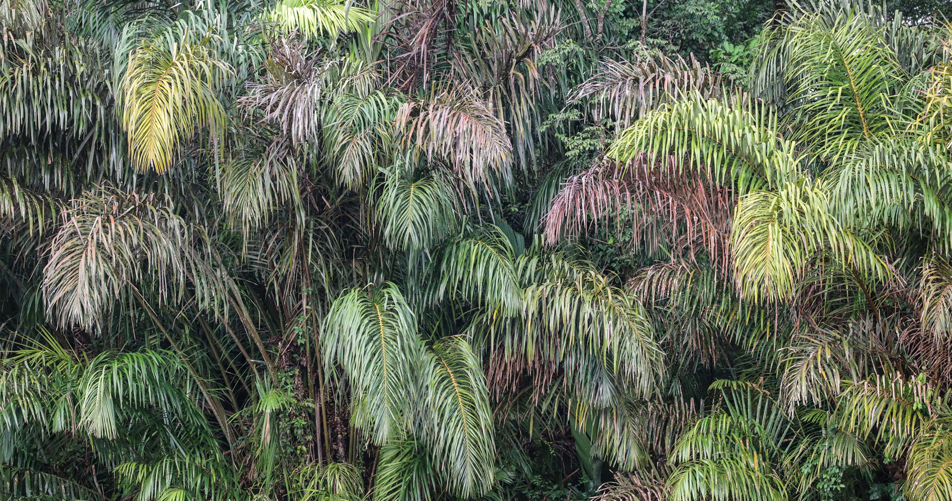 Observation de la flore et de la faune