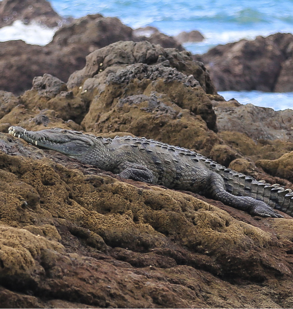 Crocodile américain