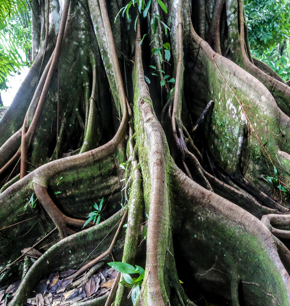 Ficus