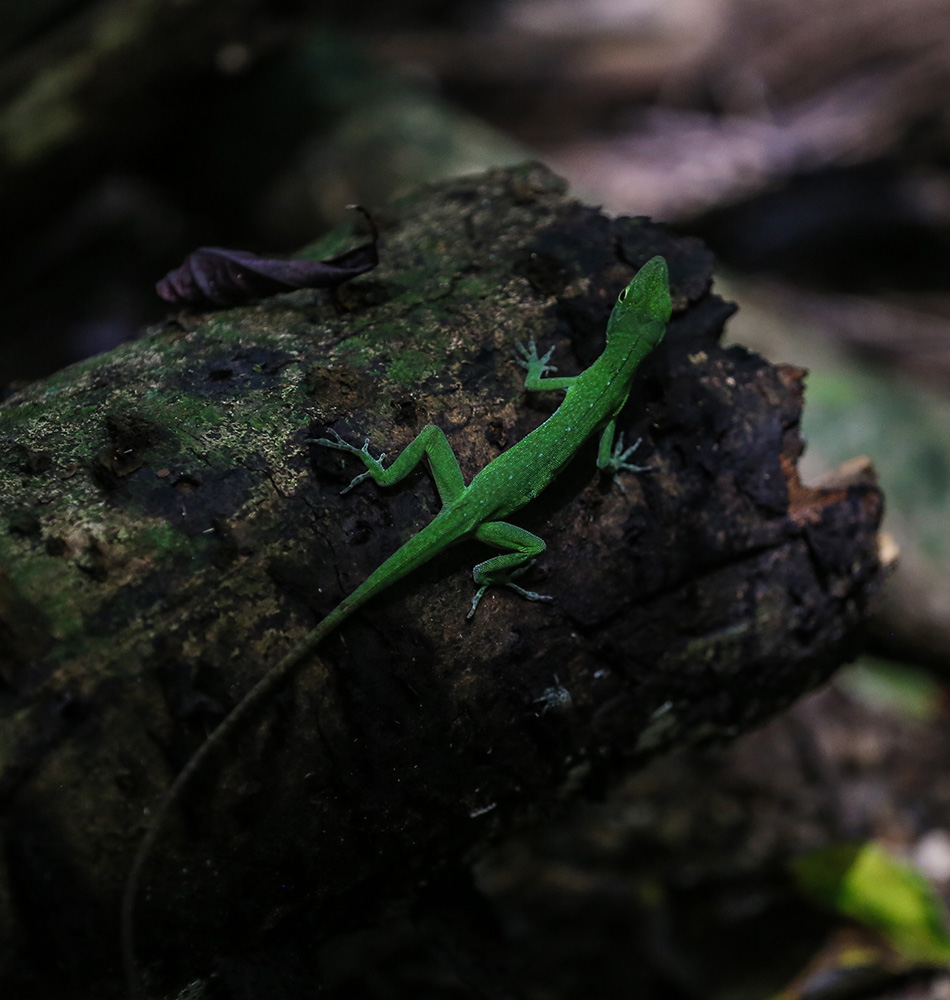 Iguane vert