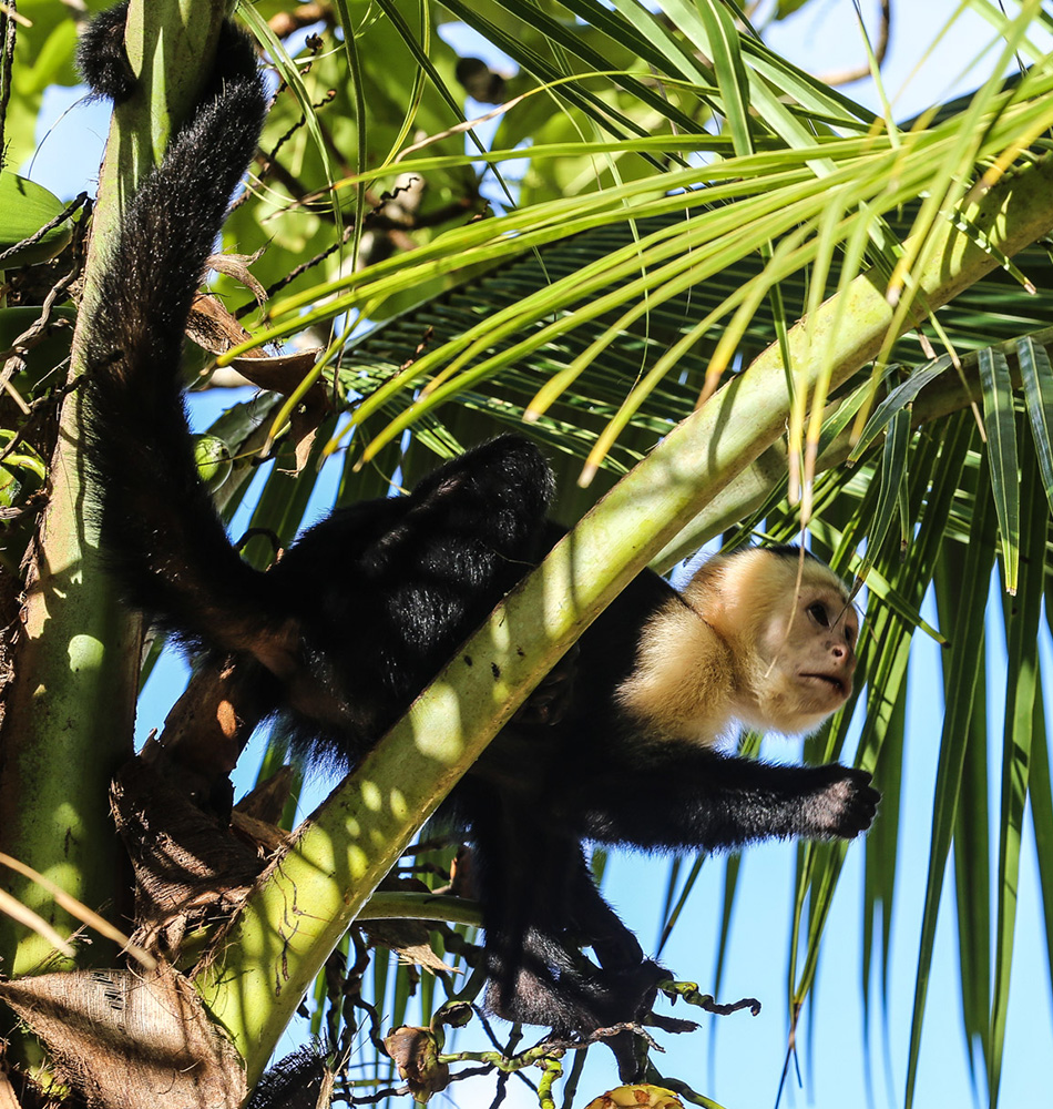 Singe Capucin à tête blanche