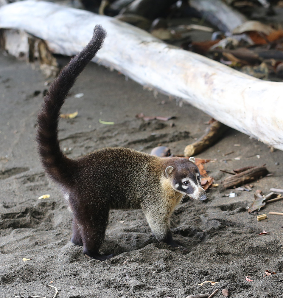 Coati à nez blanc