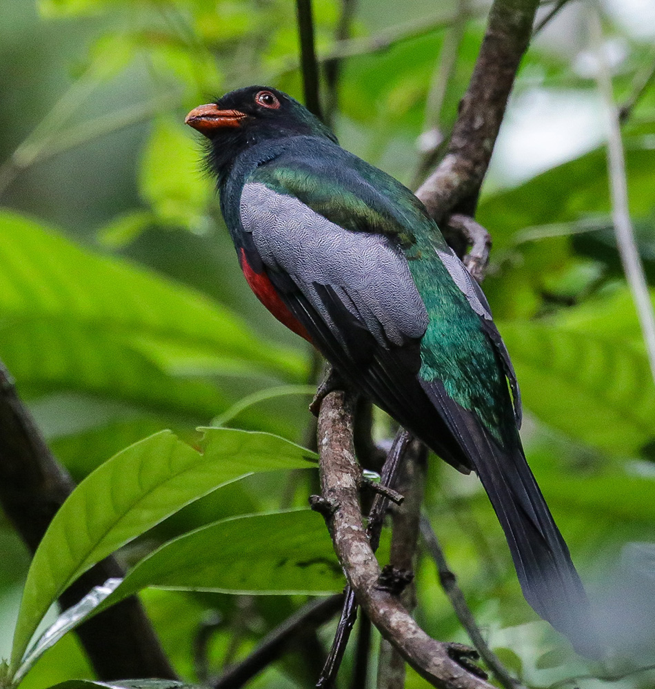 Slaty Tailed Trogon