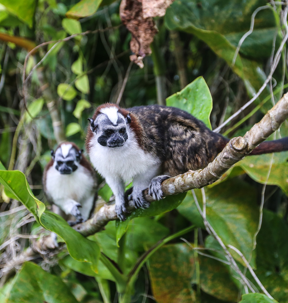 Geoffroy Tamarin