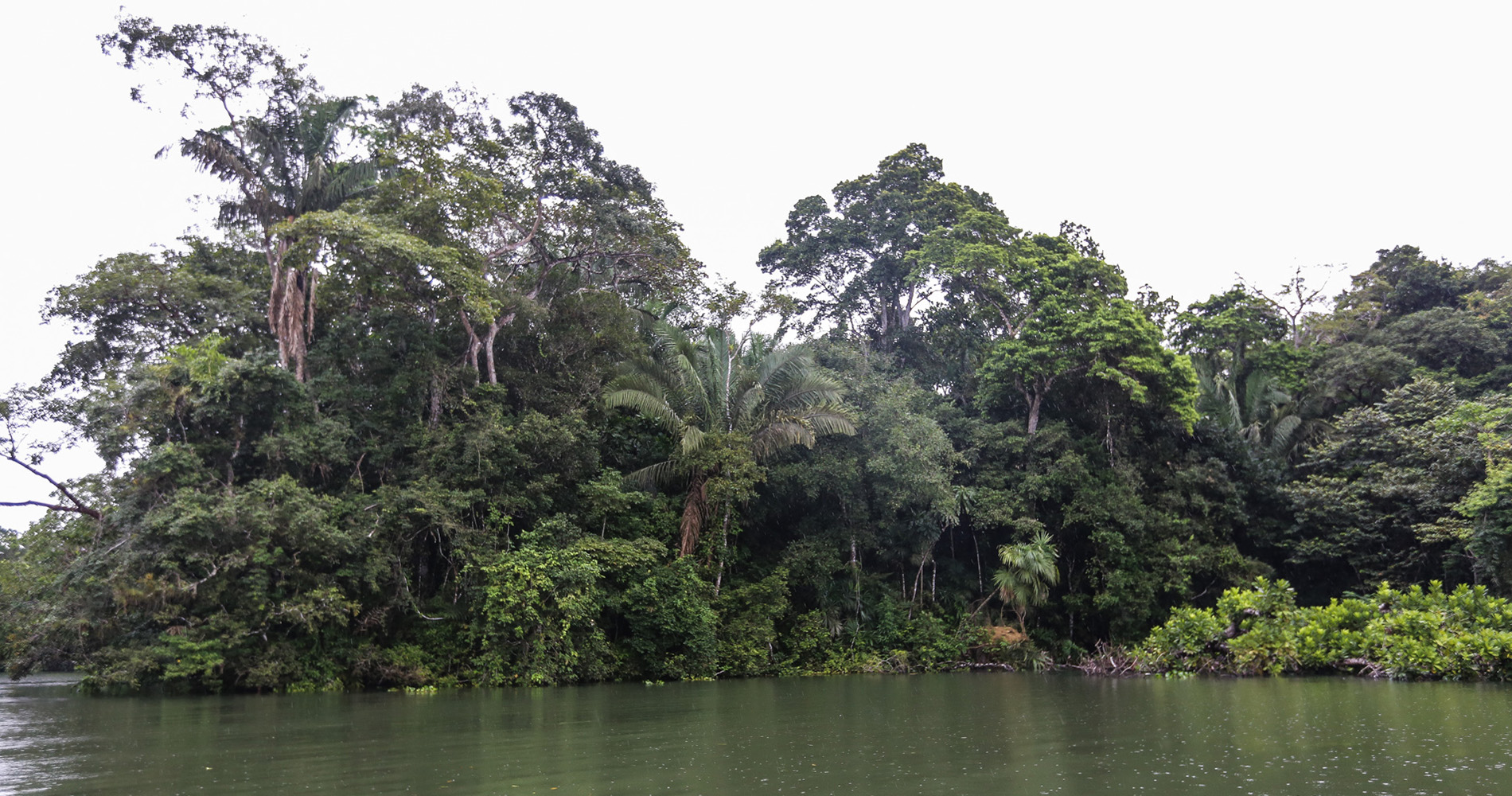 Une des îles du lac Gatun