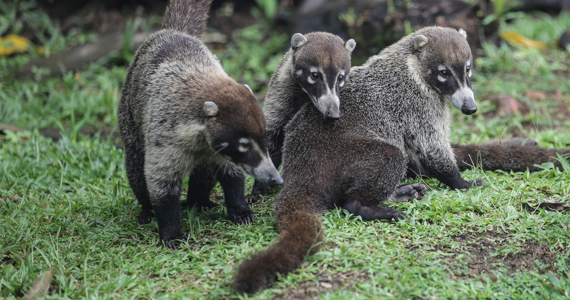 Famille de Coati