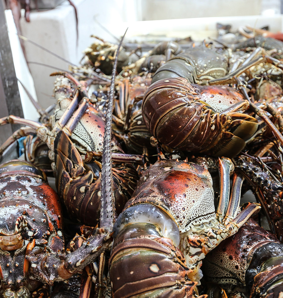 Le kilo de langouste coûte environ 18 dollars