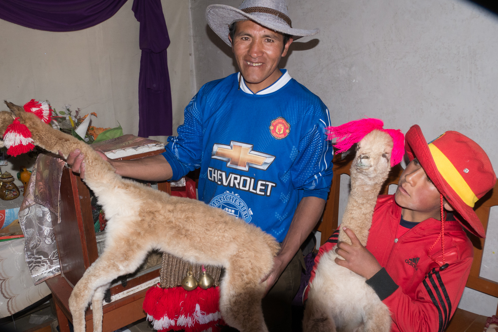 Les lamas pour la fête de Qollurity - De Cusco à Tinki, trek > Upis