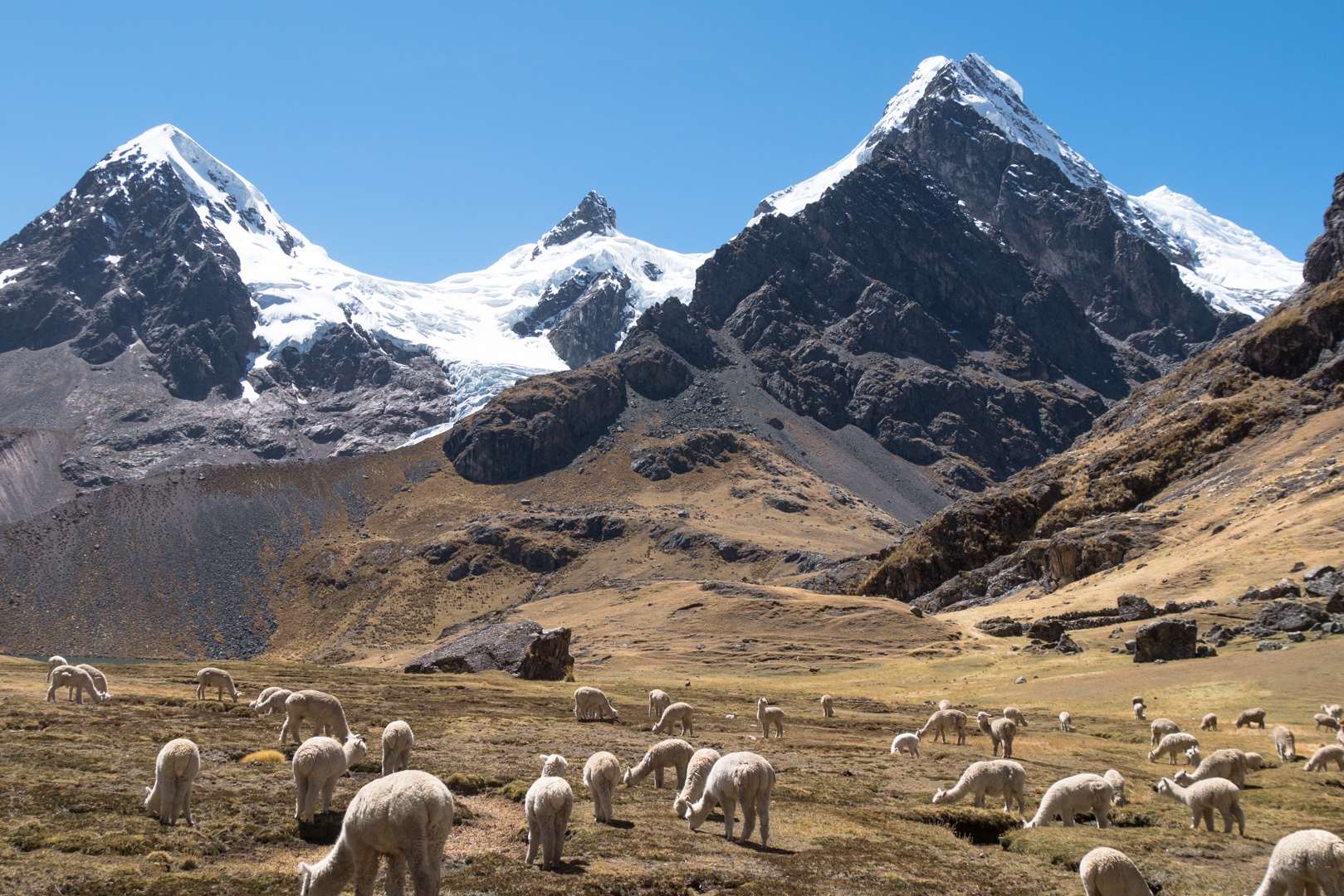 Troupeaux d'alpagas - Trek > Col Arapa > Col Apacheta > Lagune Jatun Ausangatecocha