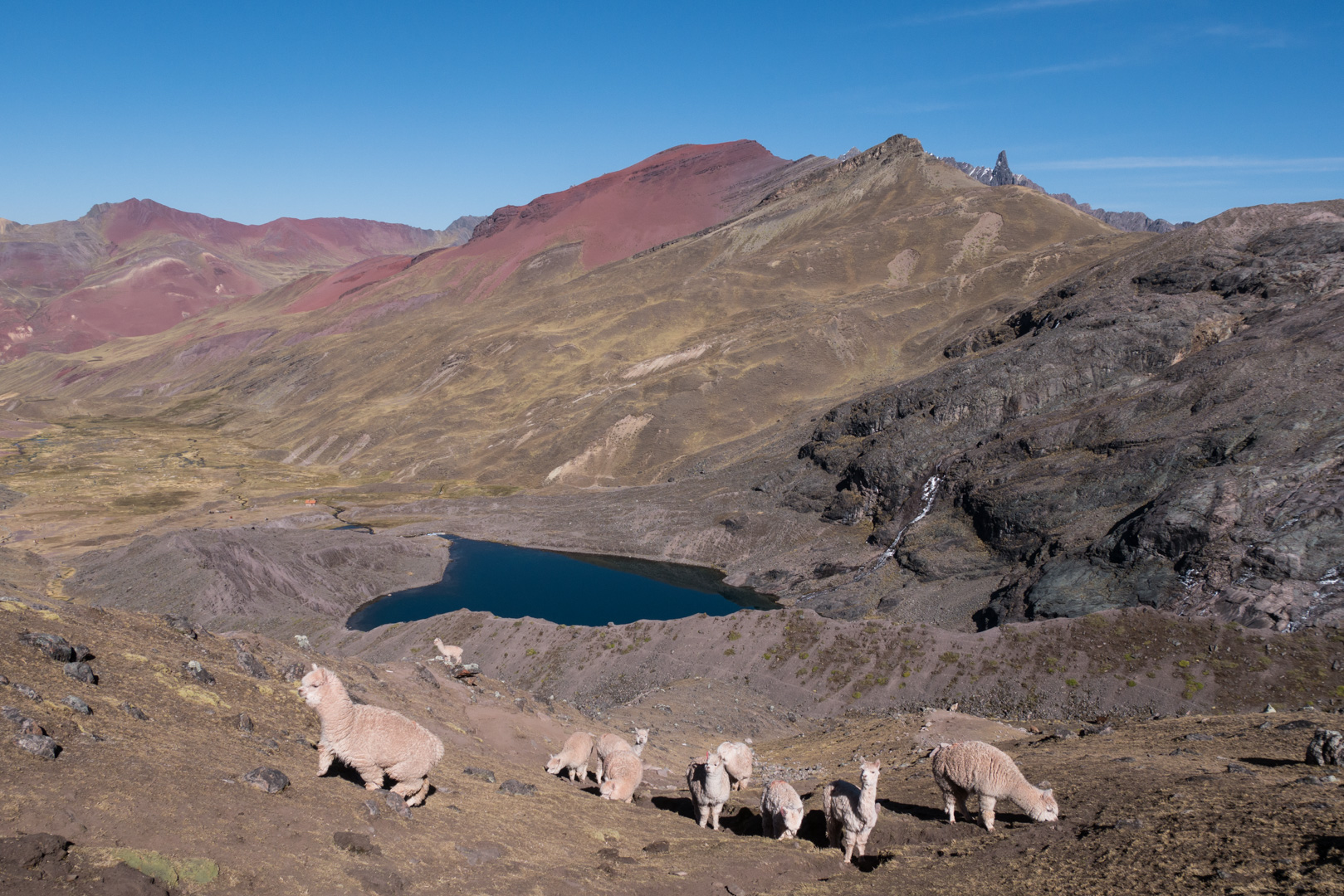 Alpagas en montant au col - Trek > Col Alto Palomani > Vallée Jampa