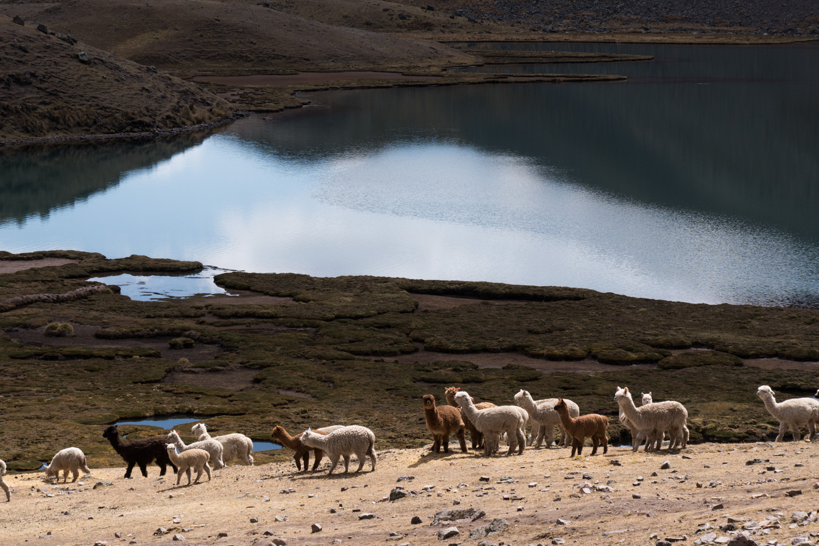 Alpagas au bord de la lagune - Col Jampa > Pacchanta (4300 m)