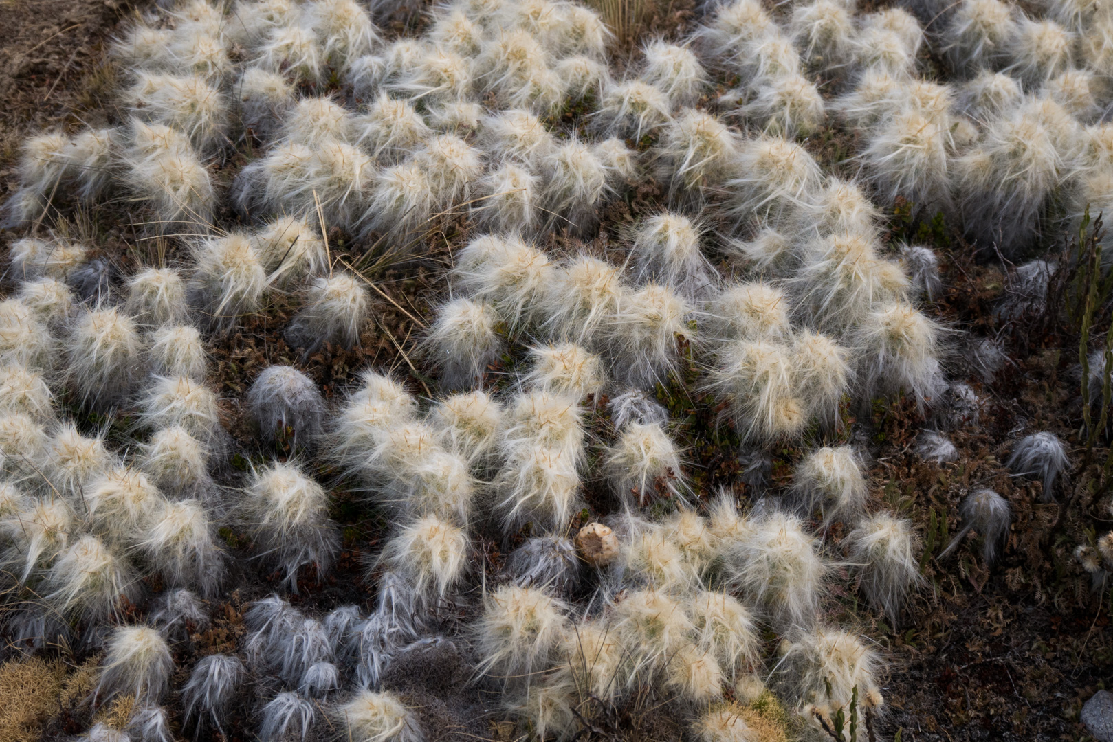 Cactus dit "coussin de belle-mère" - De Pacchanta à la lagune Sigrenacocha