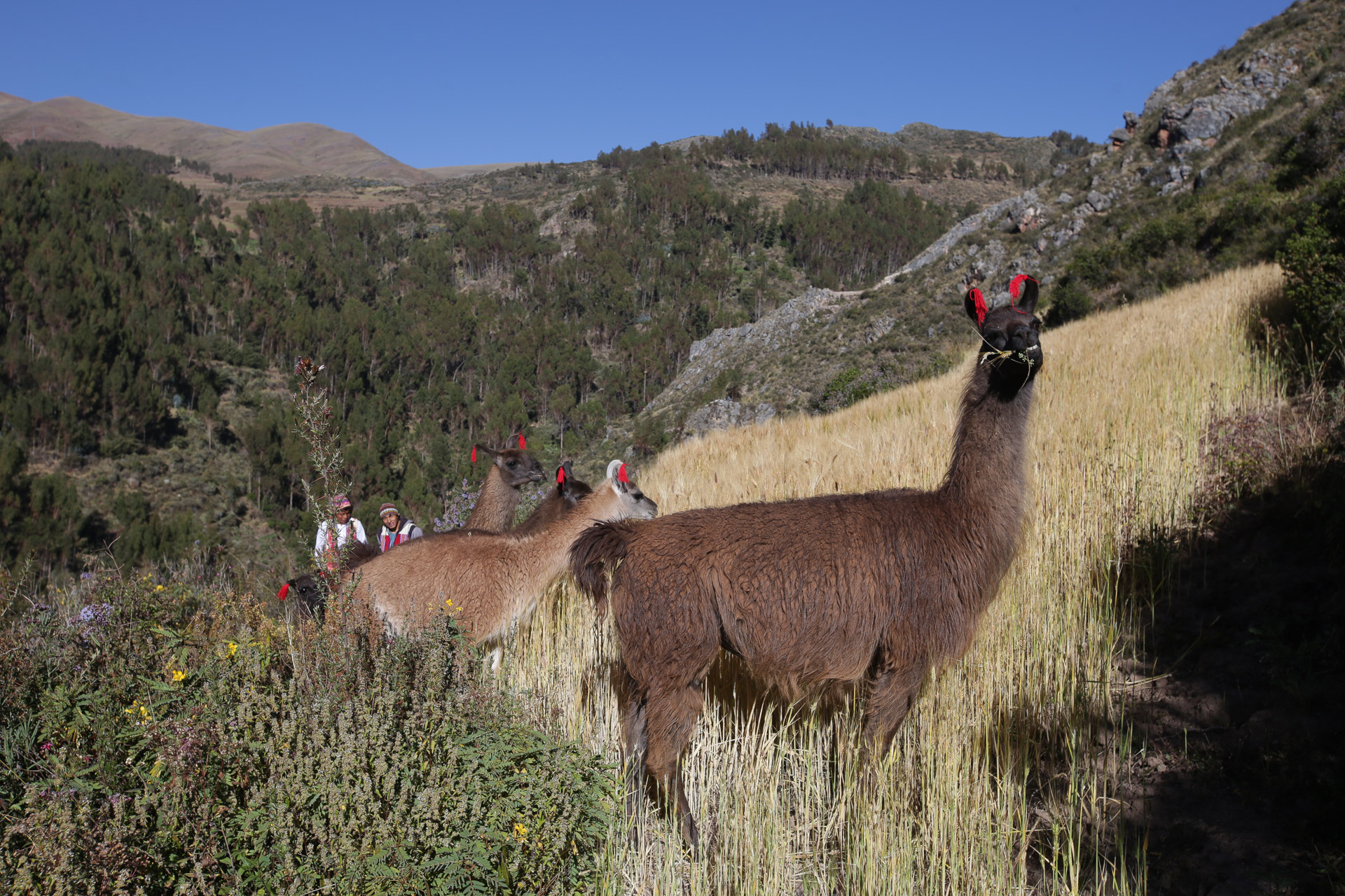 Un groupe de lamas va faire un bout de chemin avec nous - De Patatamba à Lamay