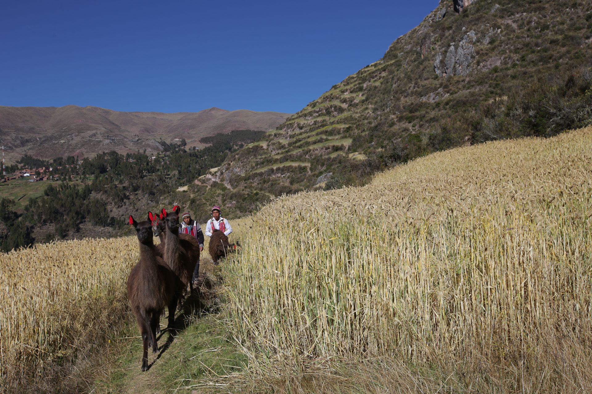 Champs d'orge avec Patabamba en arrière-plan - De Patatamba à Lamay