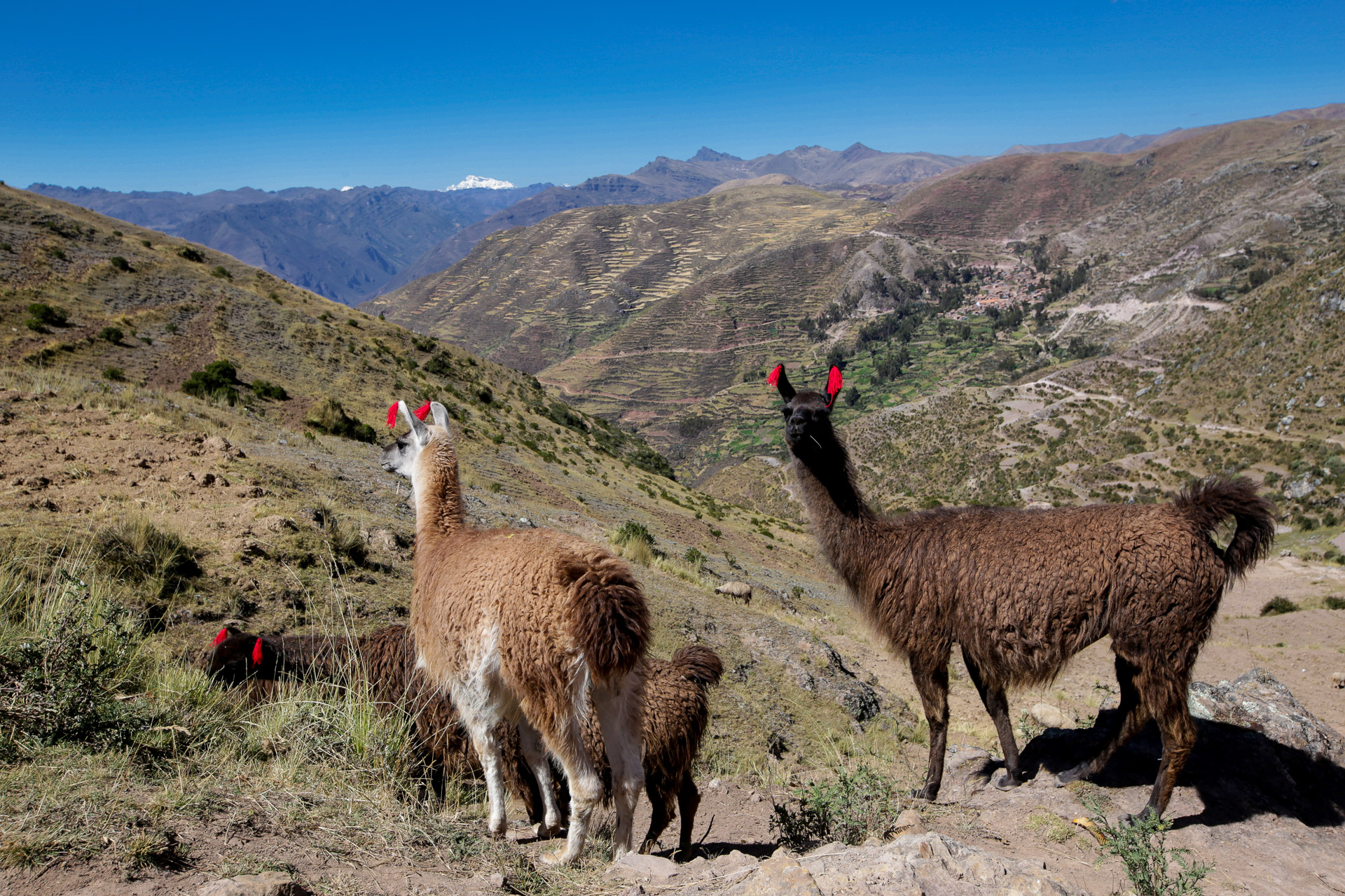 Terminus pour les lamas - De Patatamba à Lamay