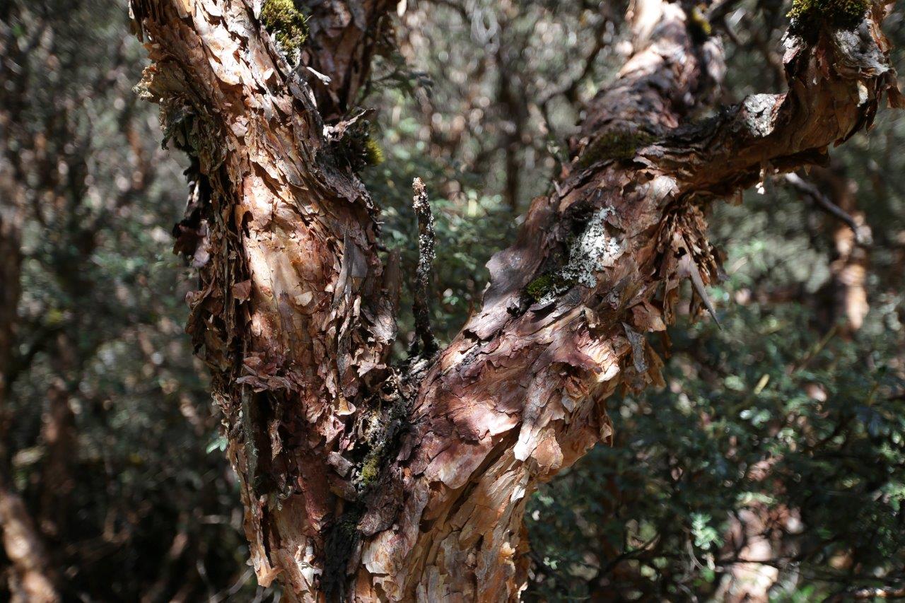 Quenual a comme particularité une écorce qui pèle - Quebrada Akilpo