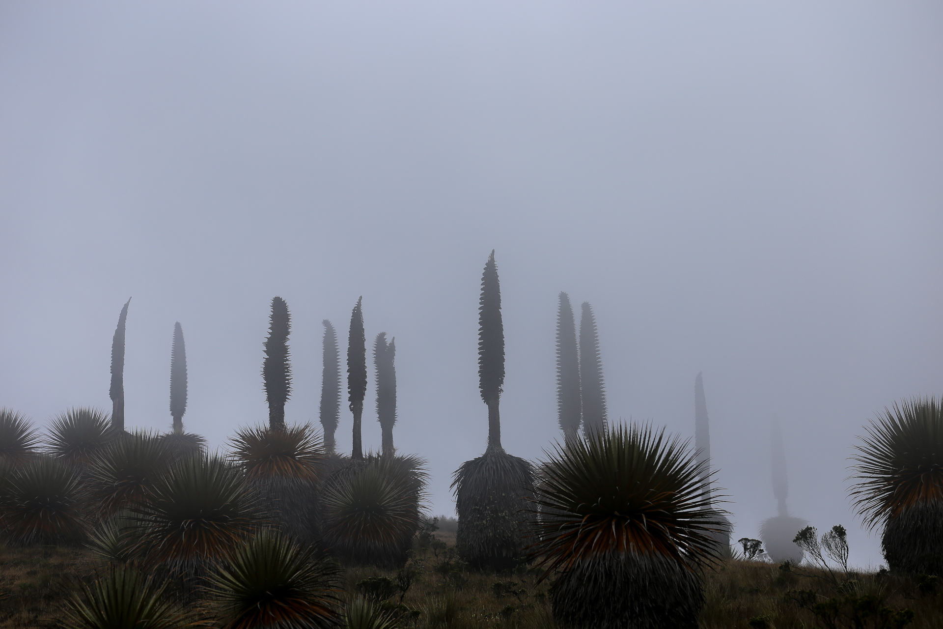 Puya Raimondi