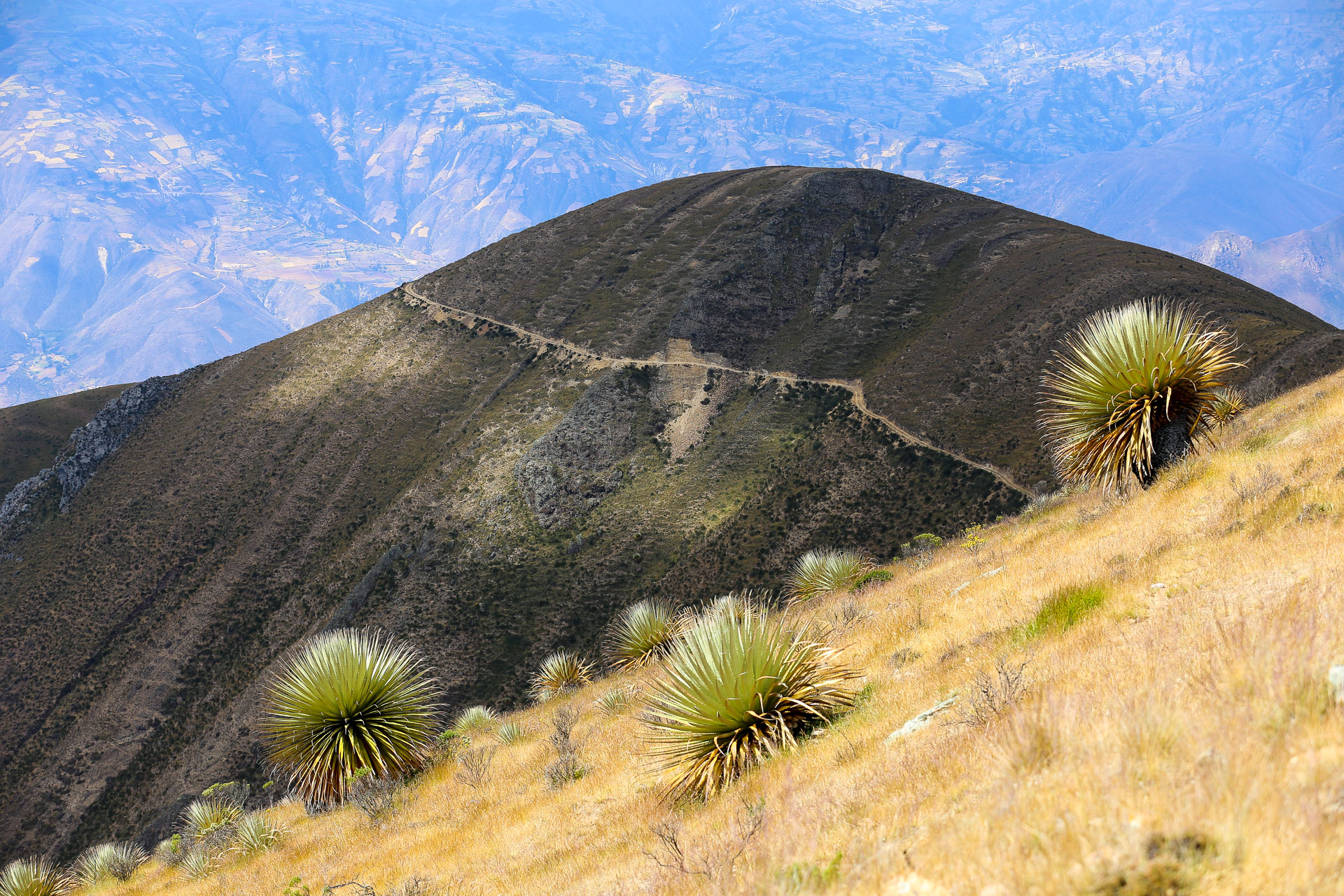 Puya Raimondi