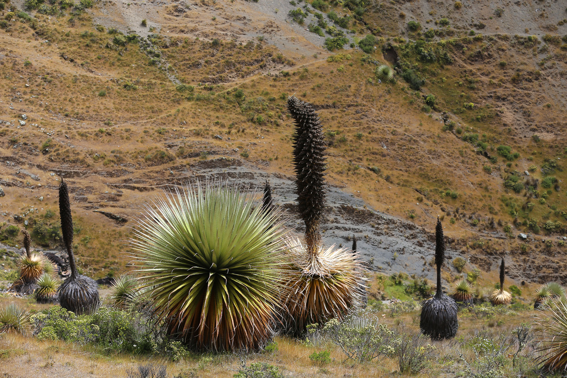 Puya Raimondi