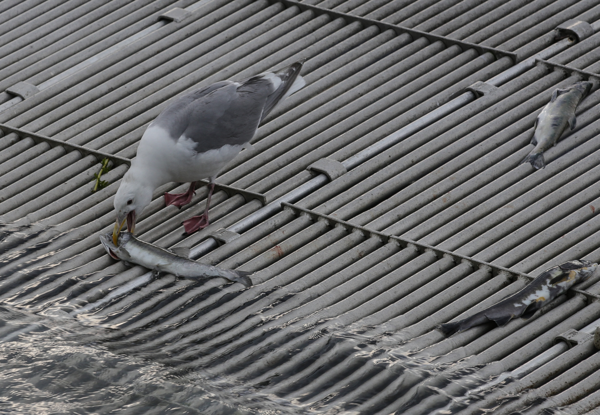 Les mouettes aussi se régalent avec les saumons