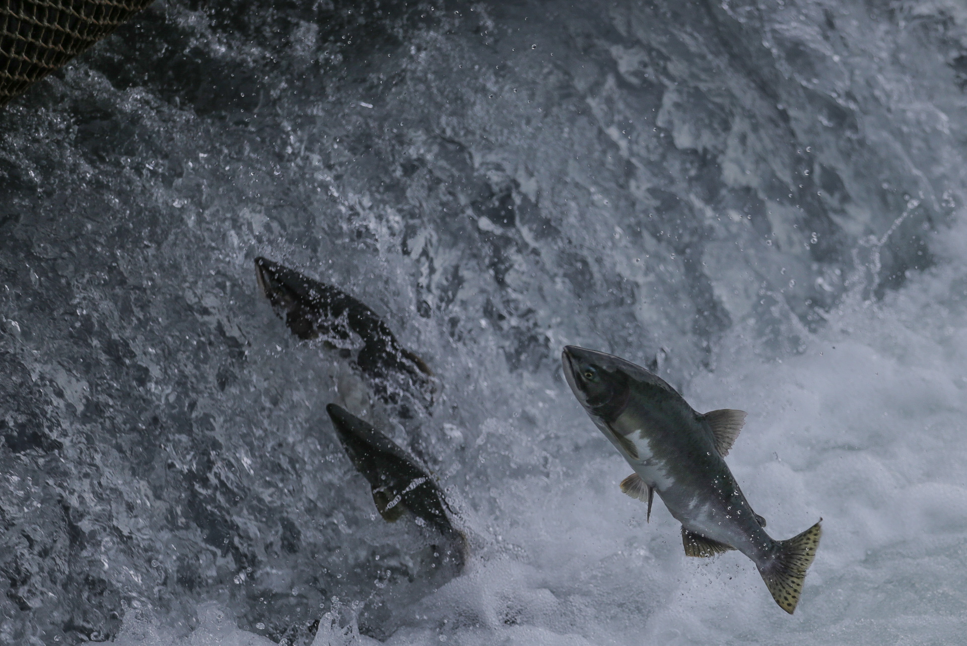 Saumons qui tentent de remonter des cascades