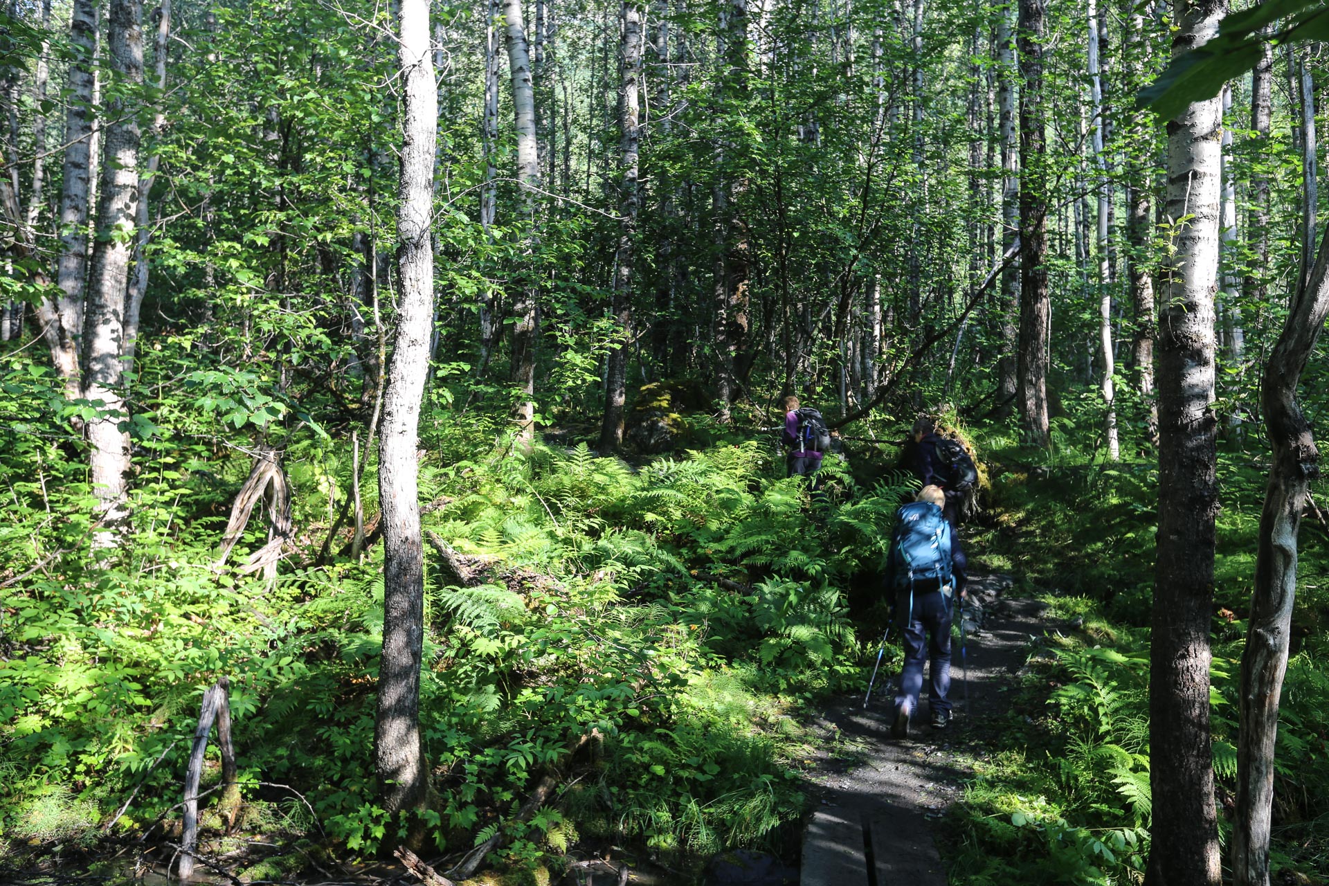 Exit Glacier - Harding Icefiel Trail