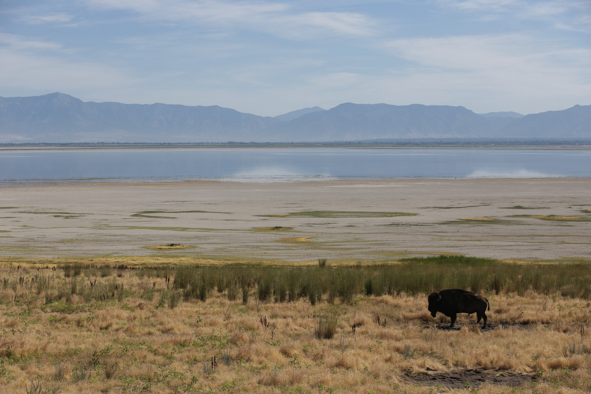 Notre premier bison, un mâle solitaire, Parc régional d’Antelope Island