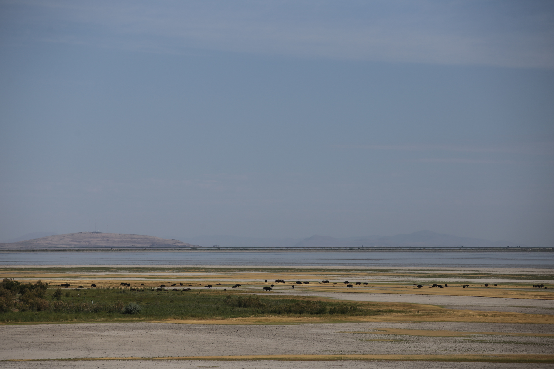 Troupeau de bisons sur l’île de Great Salt Lake