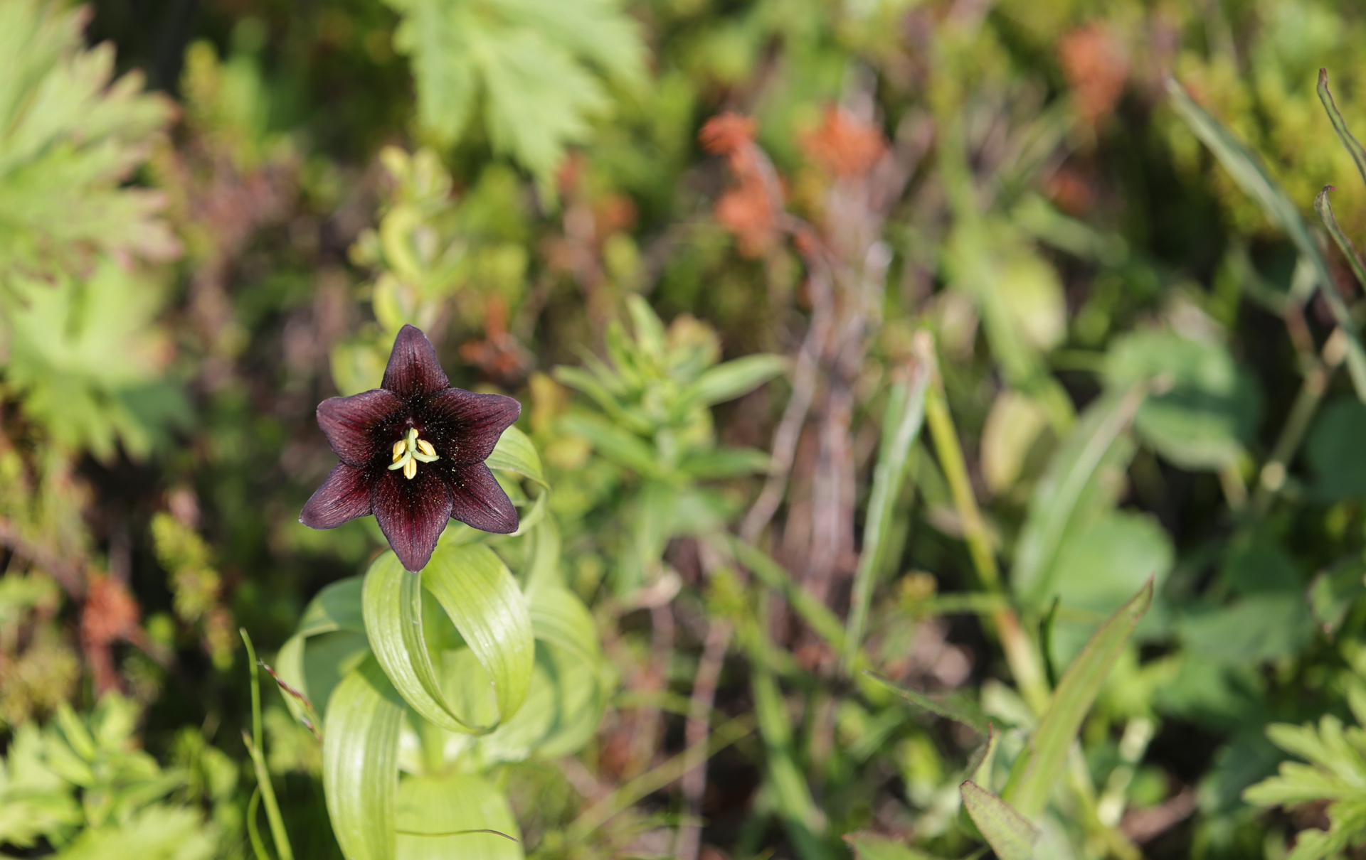 fleur emblématique du parc national Nalichevskiy