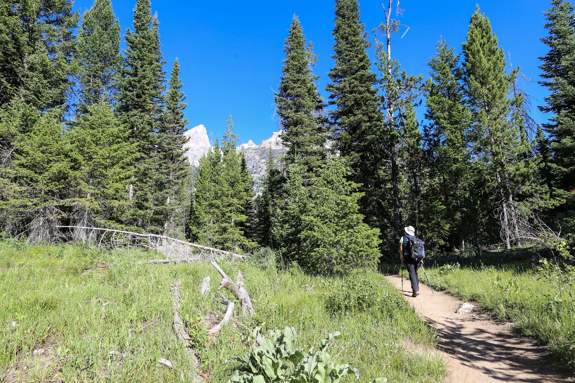 Le sentier, pour les deux groupes, démarre de Lupine Meadows Trailhead