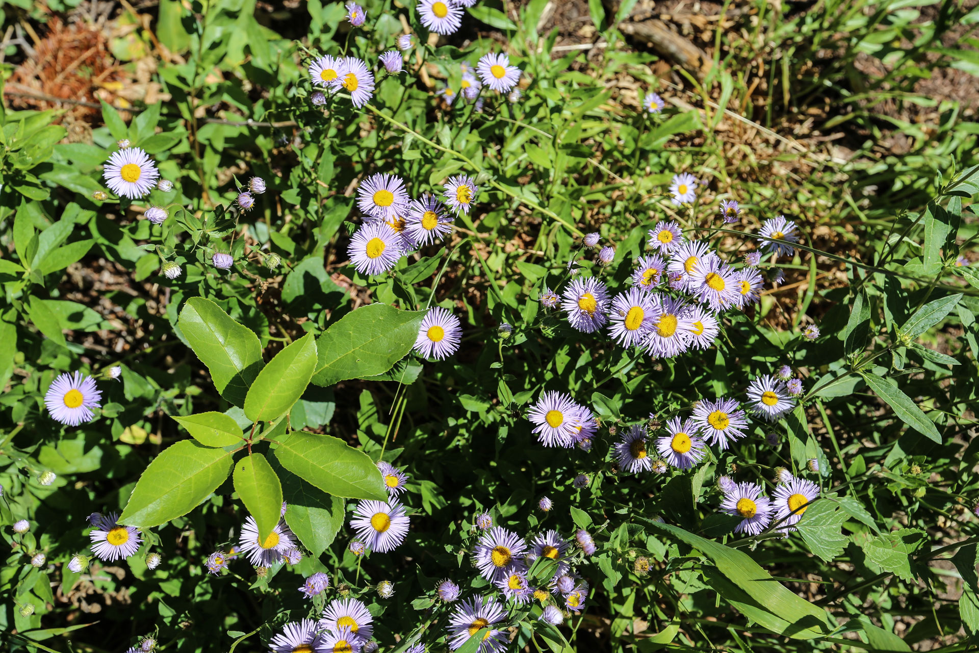 Lupine Meadows Trailhead - fleur