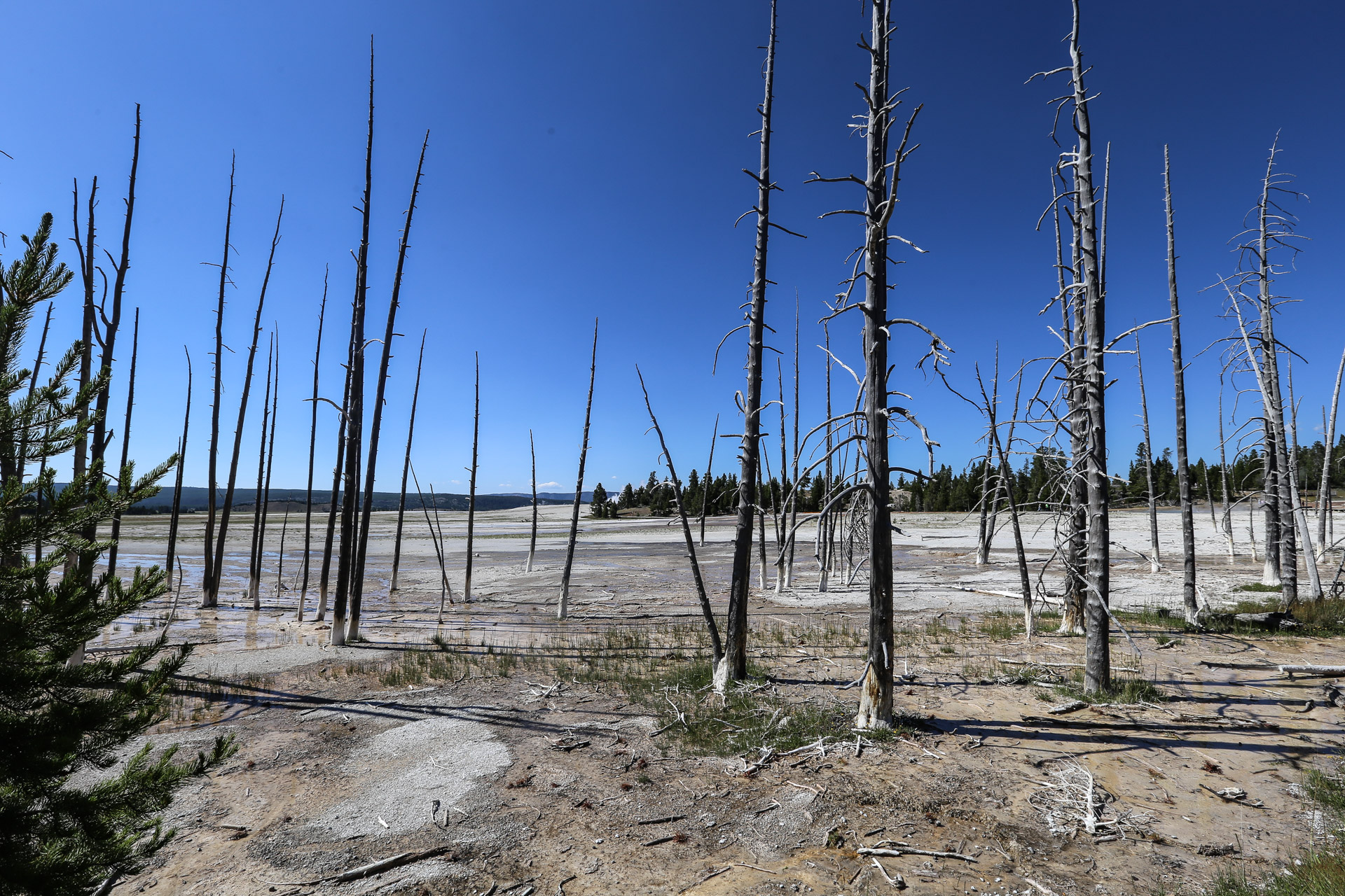 lac acide yellowstone