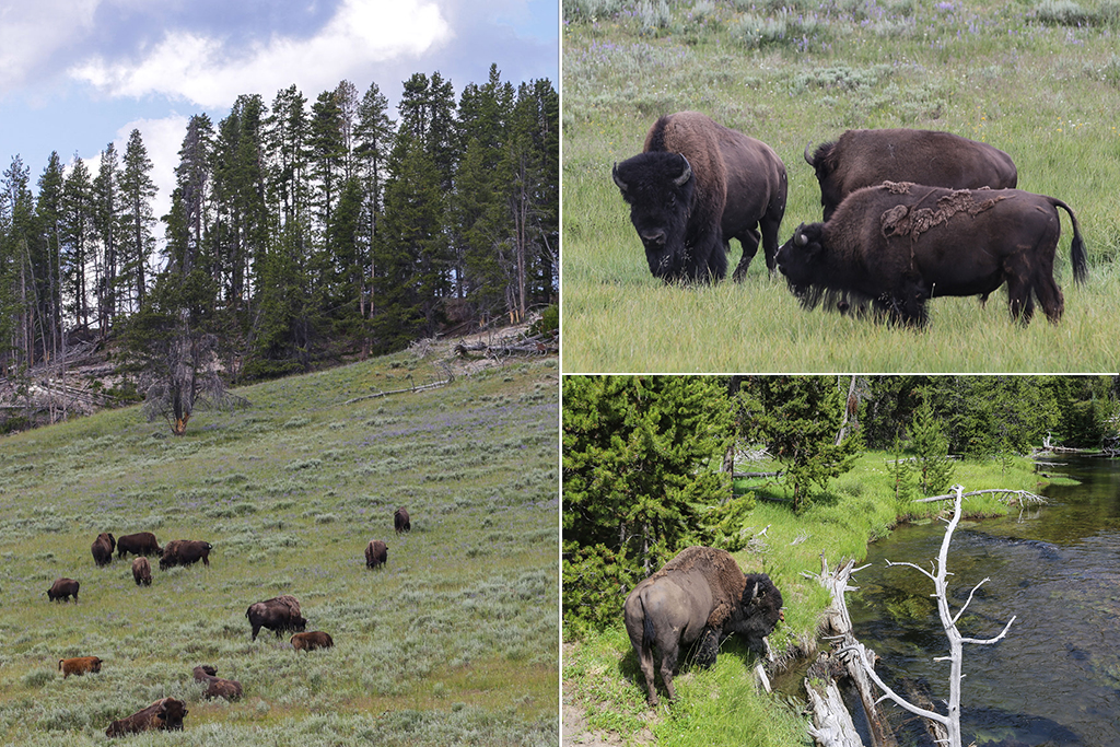 Bisons Yellowstone Hayden Valley