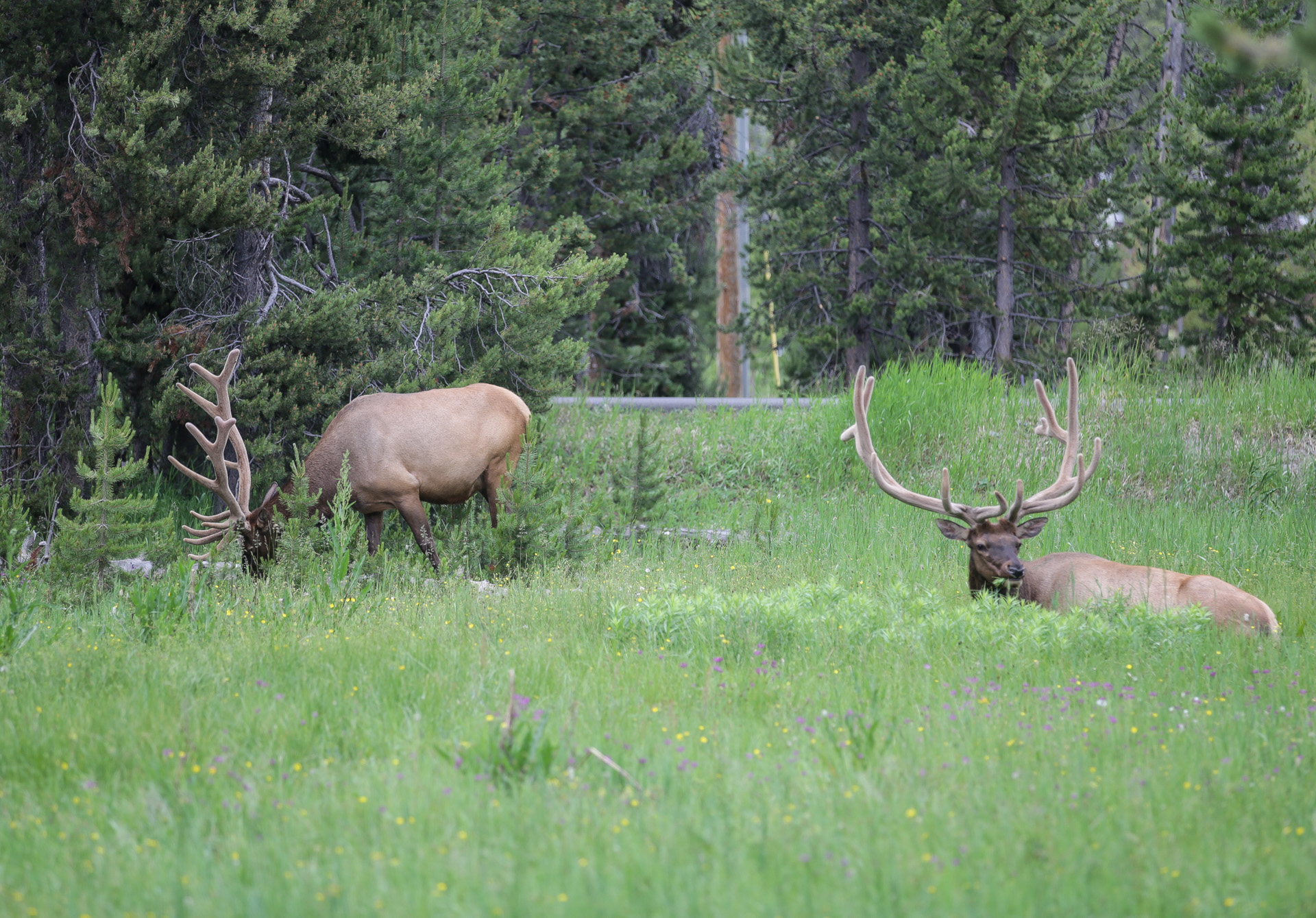 cerfs yellowstone