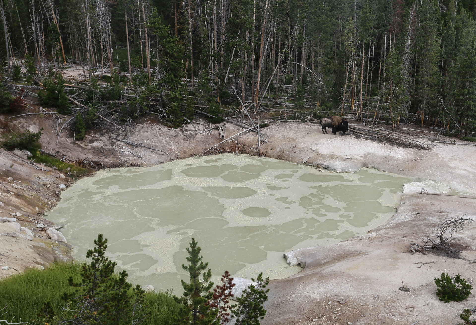 bison, juste au-dessus de Sulphur Caldron