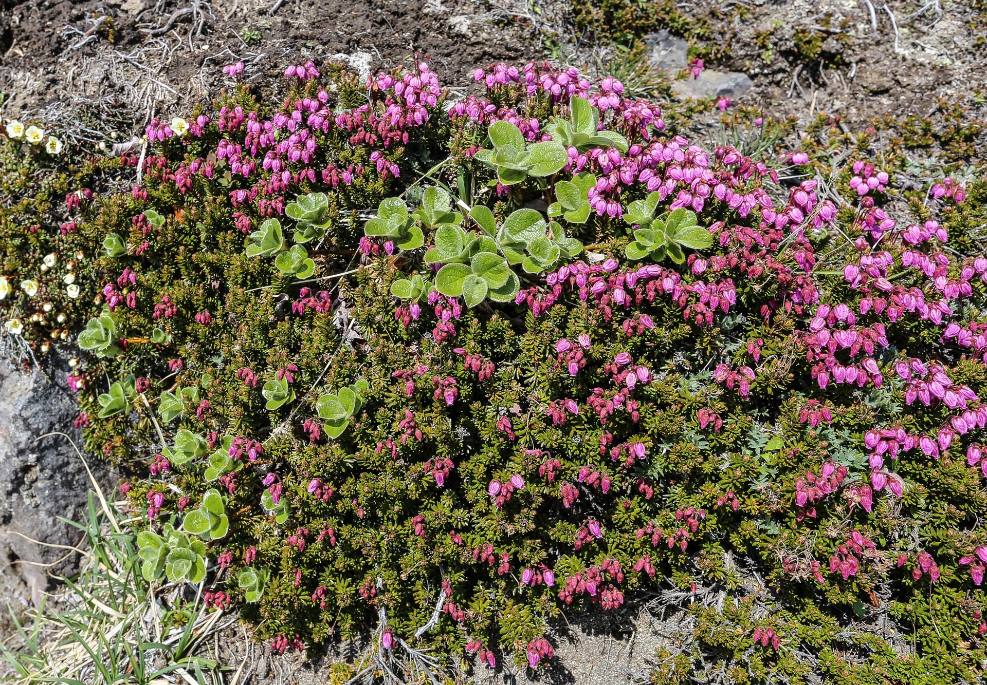 fleurs du Mutnovsky