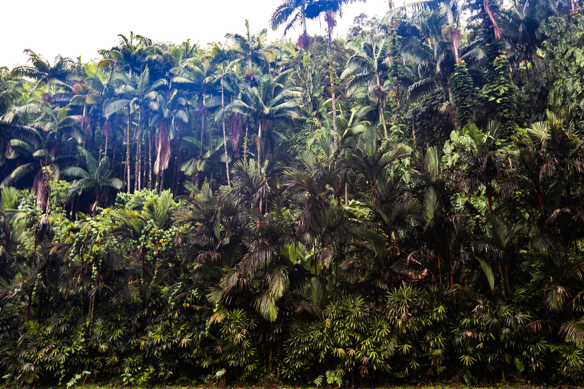 Forêt tropicale pluviale Hawai’i Big Island