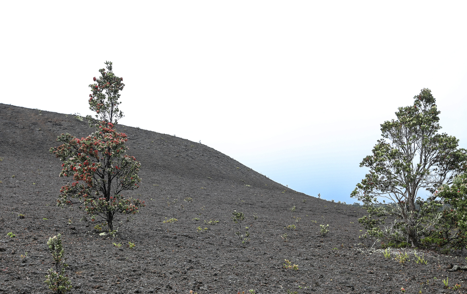 Devastation Trail