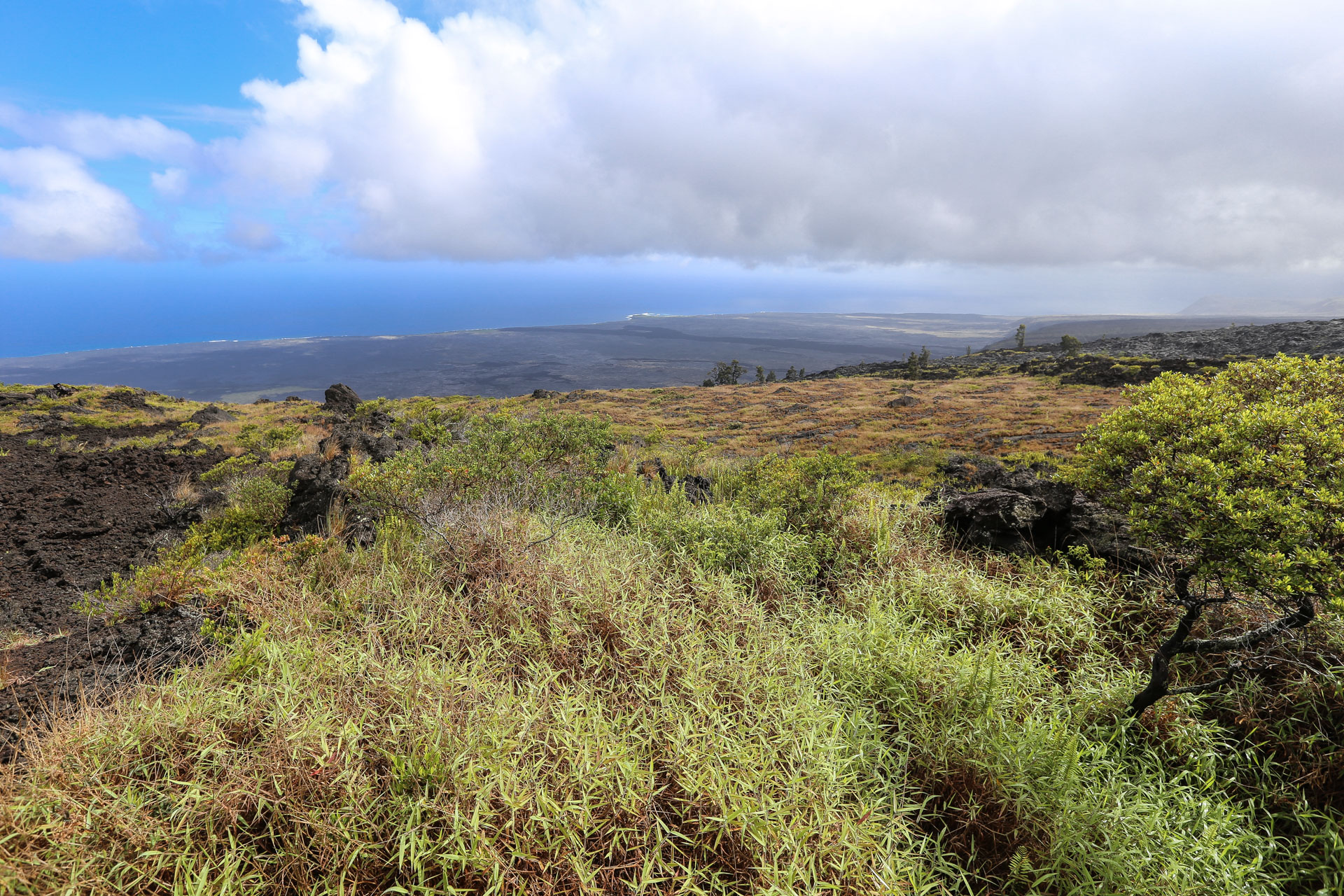 vegetation Pu’u-Hulunulu