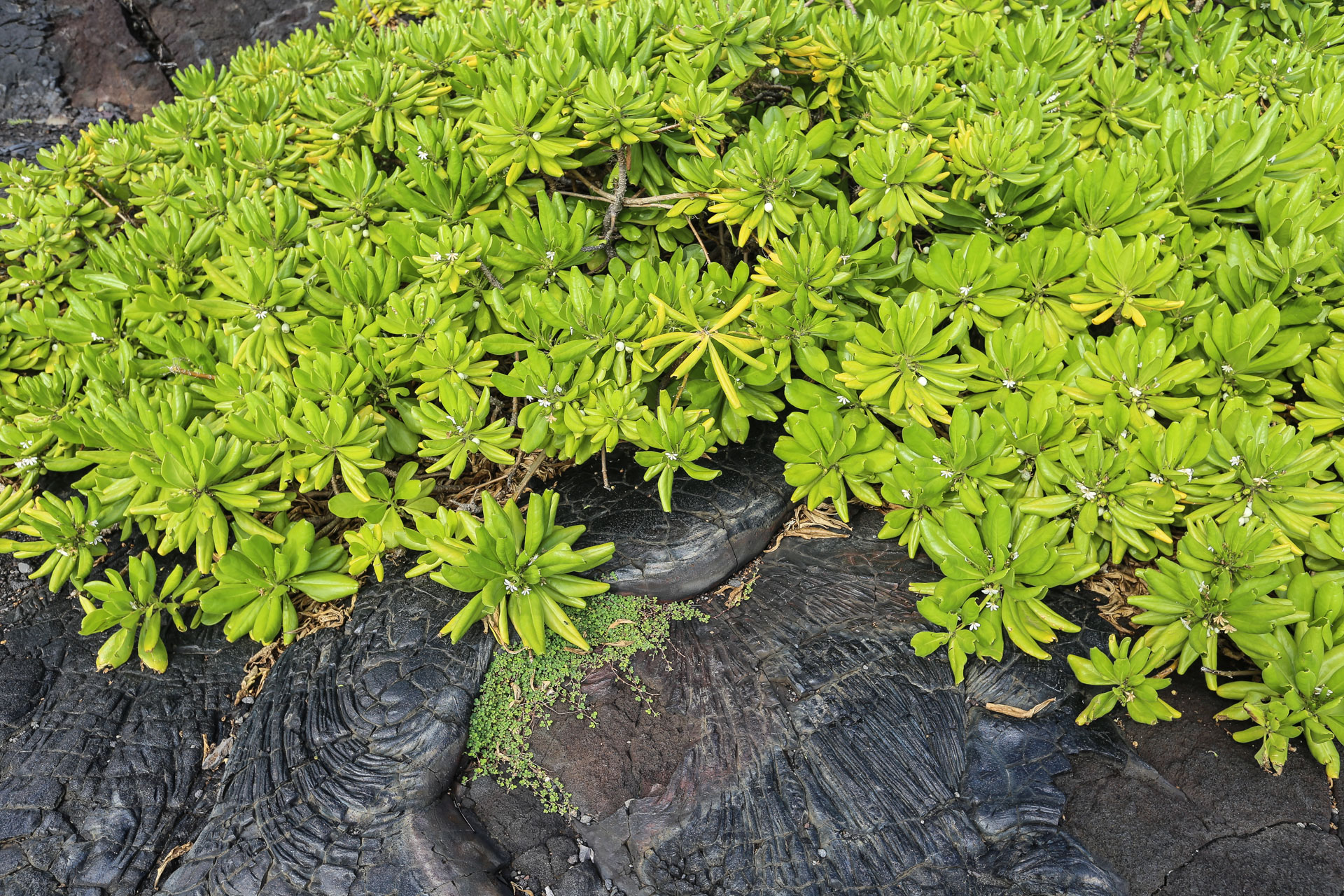 vegetation Pu’u’O’o