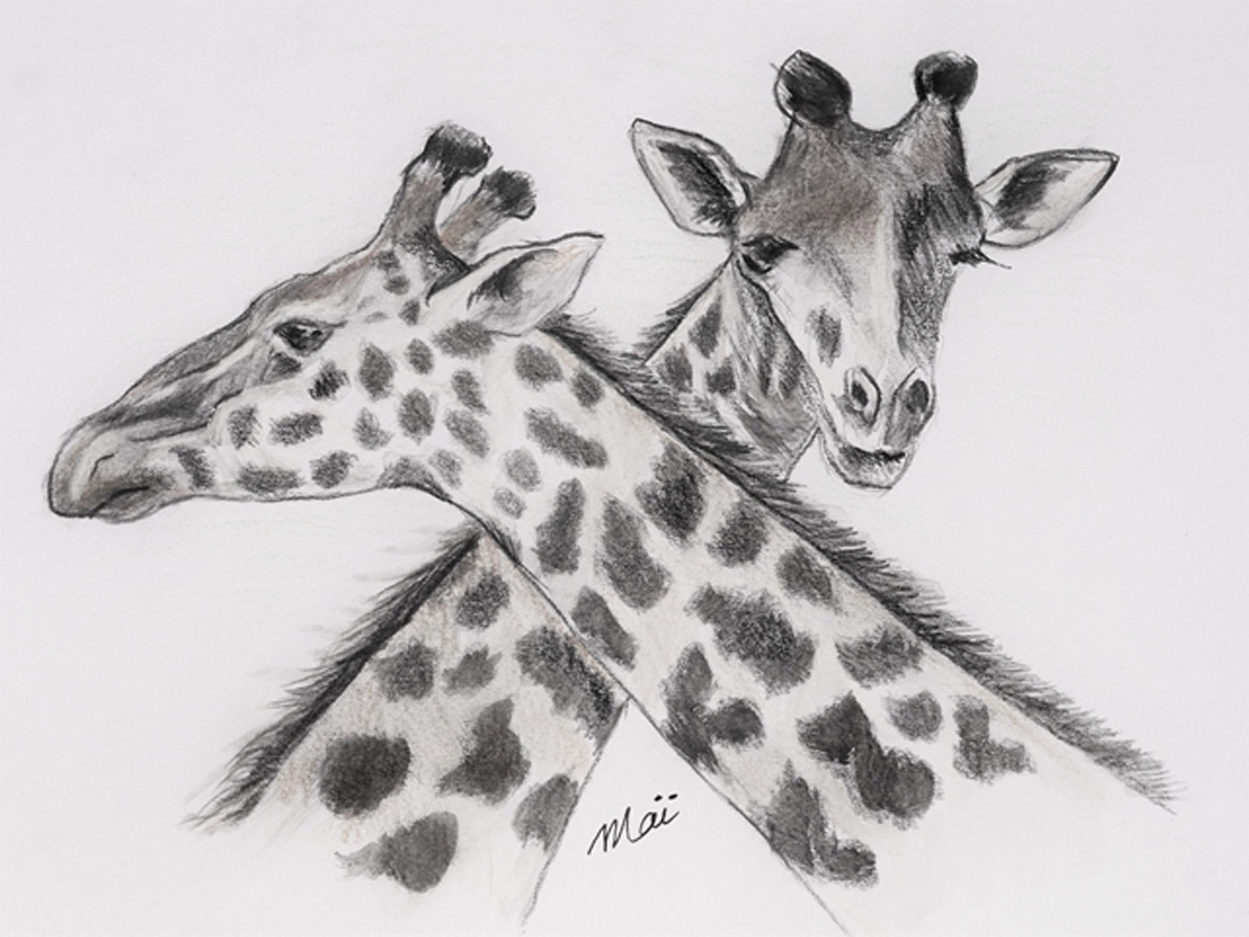 duo de girafes