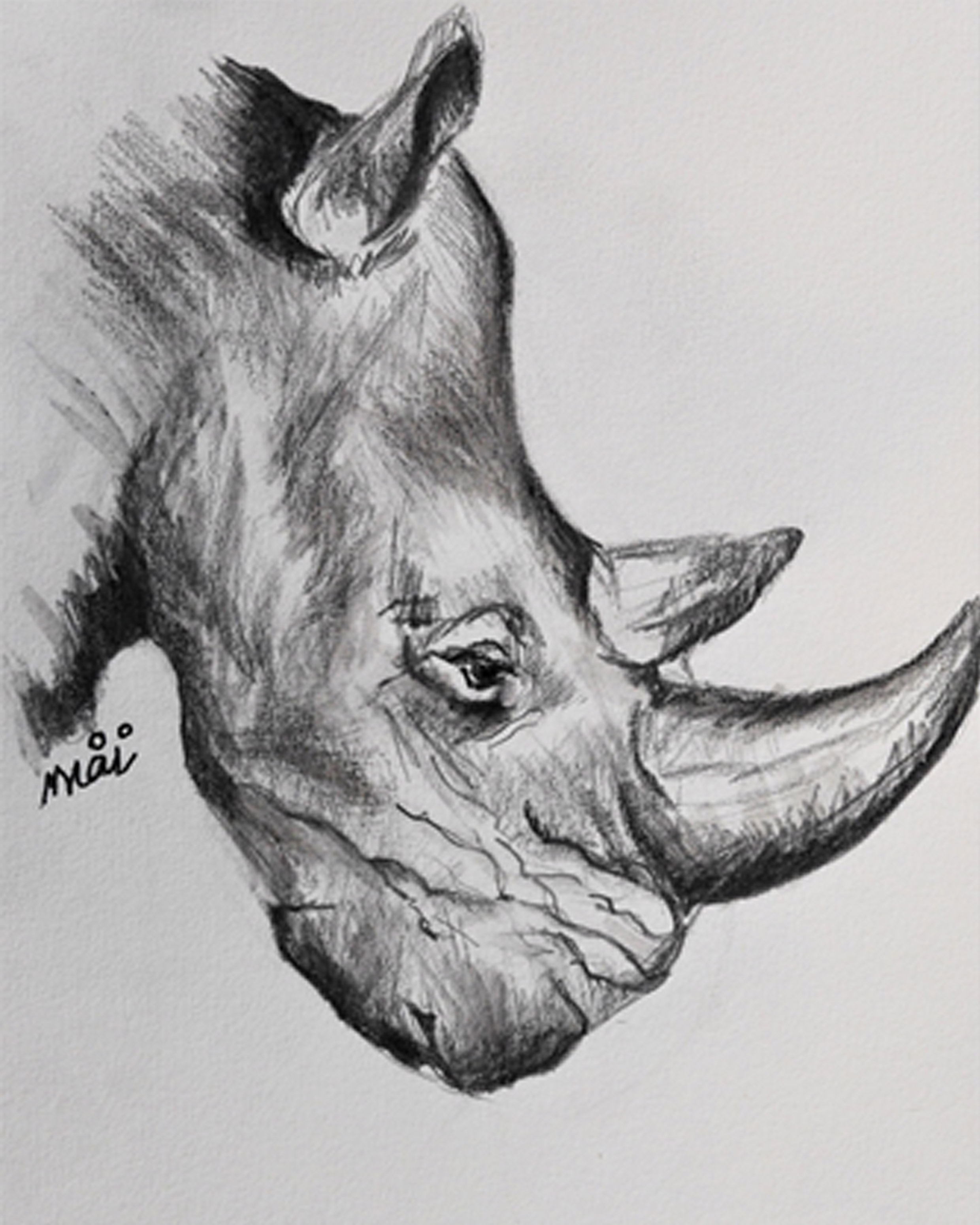 rhinocéros