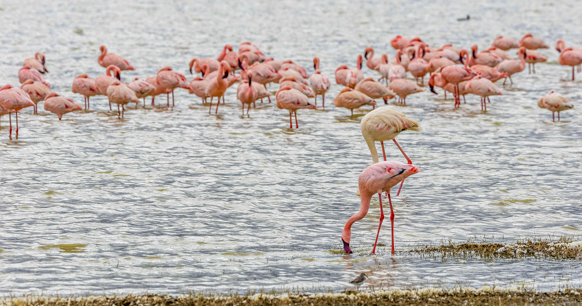 Flamants roses