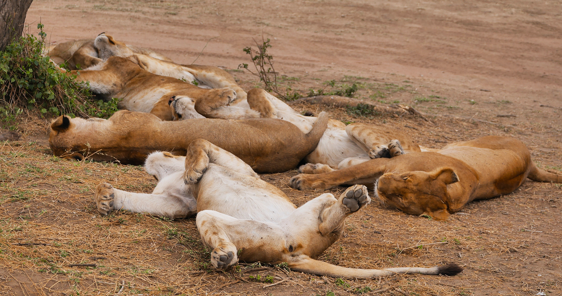 Lions et lionnes