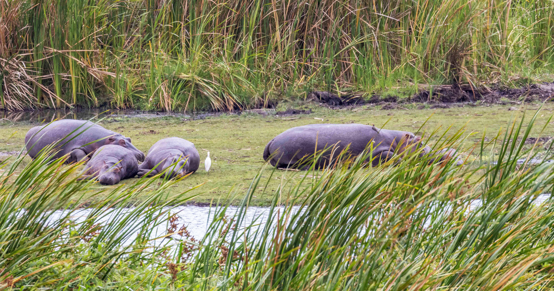 hippopotames 