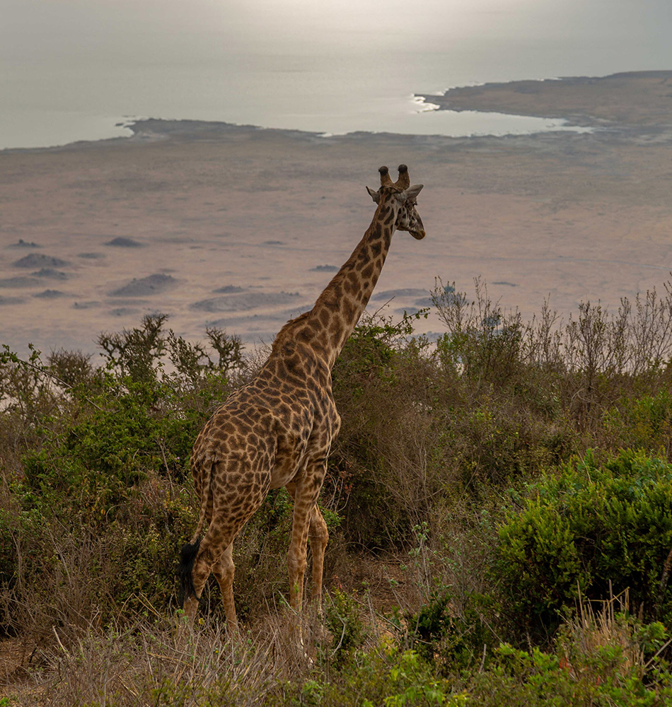 Girafe au réveil