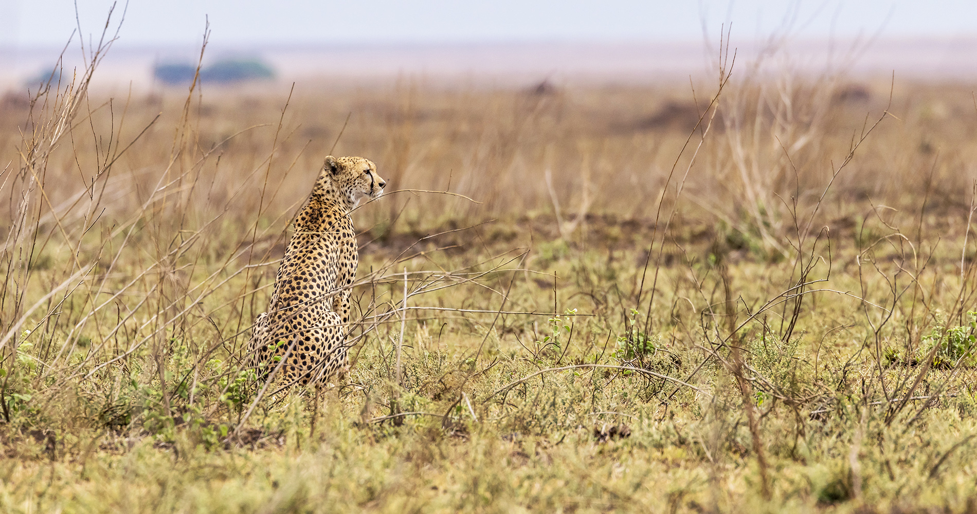 Guépard