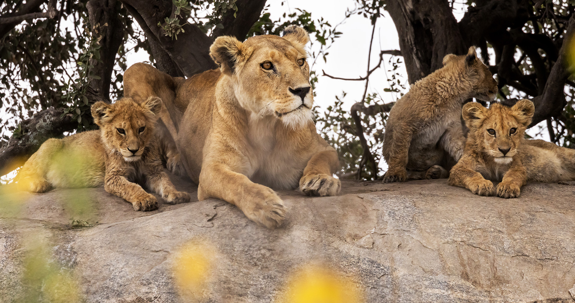 Lionnes et lionceaux